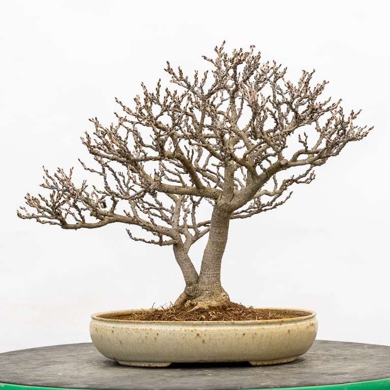 矮紫藤盆景怎么的选择换盆的14个过程 图片