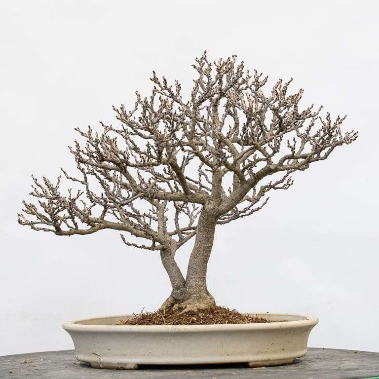 矮紫藤盆景怎么的选择换盆的14个过程 图片