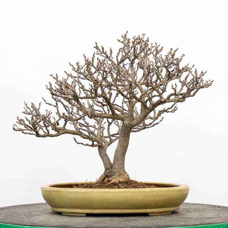 矮紫藤盆景怎么的选择换盆的14个过程 图片