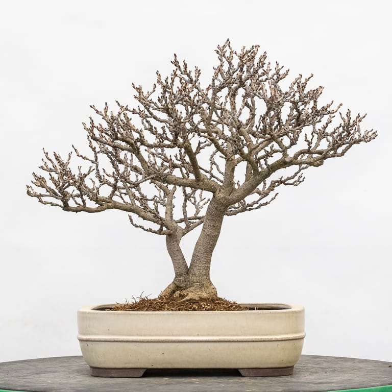 矮紫藤盆景怎么的选择换盆的14个过程 图片