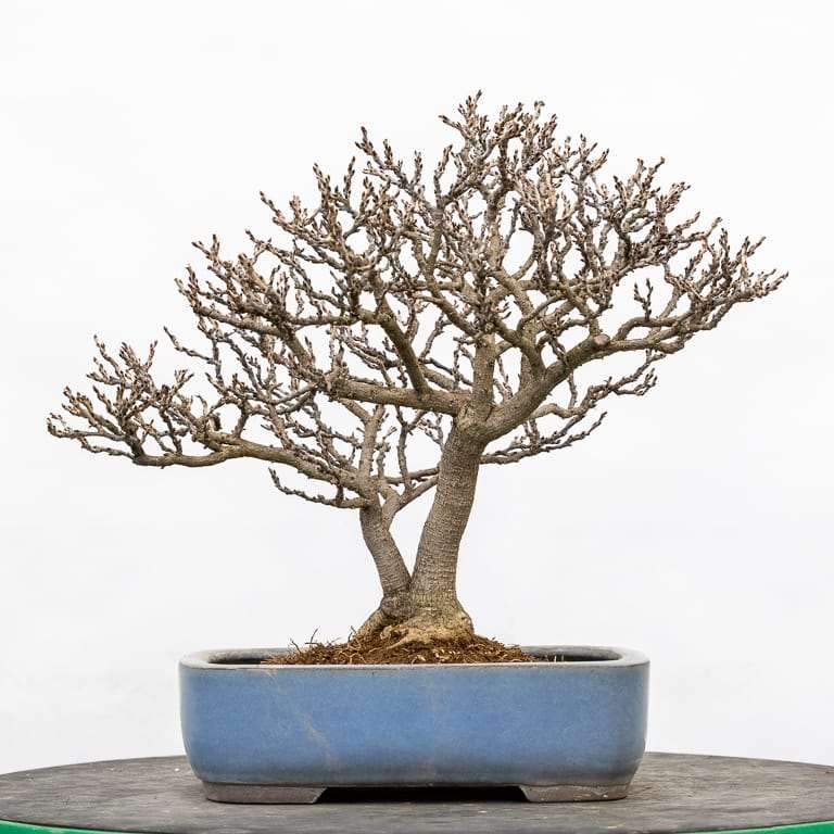 矮紫藤盆景怎么的选择换盆的14个过程 图片