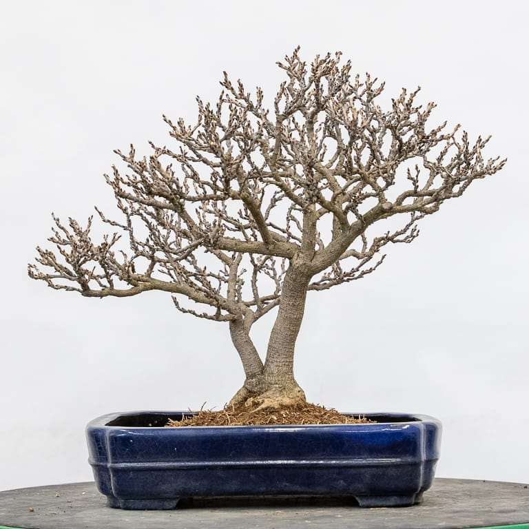 矮紫藤盆景怎么的选择换盆的14个过程 图片