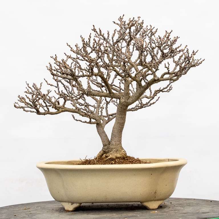 矮紫藤盆景怎么的选择换盆的14个过程 图片