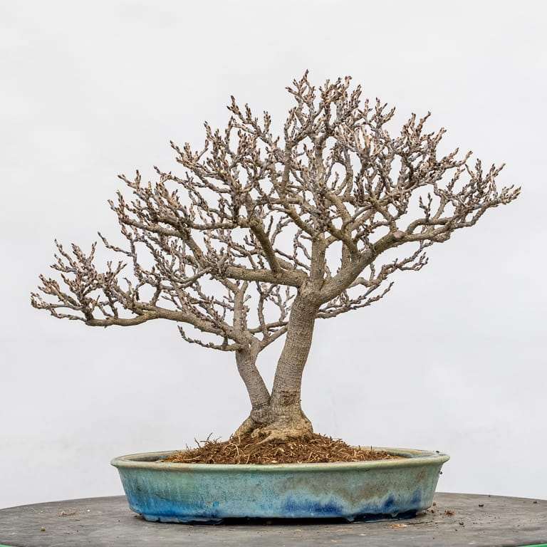 矮紫藤盆景怎么的选择换盆的14个过程 图片