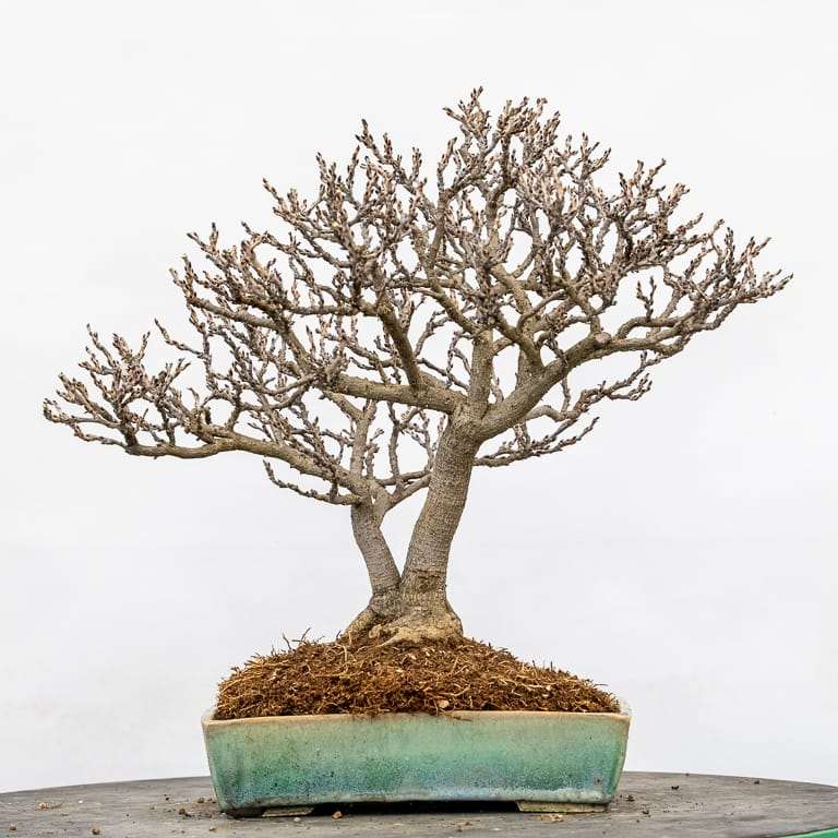 矮紫藤盆景怎么的选择换盆的14个过程 图片