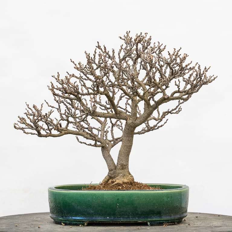 矮紫藤盆景怎么的选择换盆的14个过程 图片