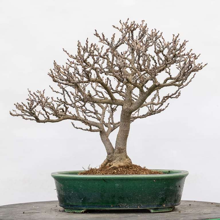 矮紫藤盆景怎么的选择换盆的14个过程 图片