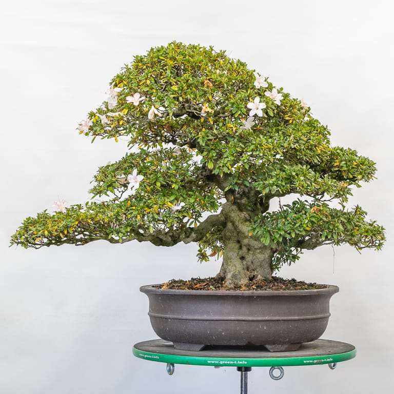 小月杜鹃花盆景 前后修剪 对比图片