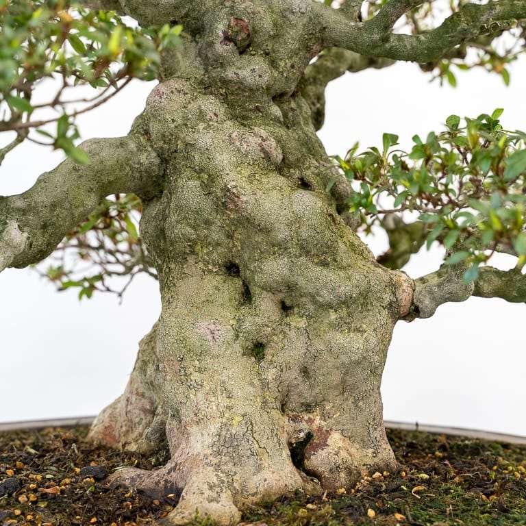 小月杜鹃花盆景 前后修剪 对比图片