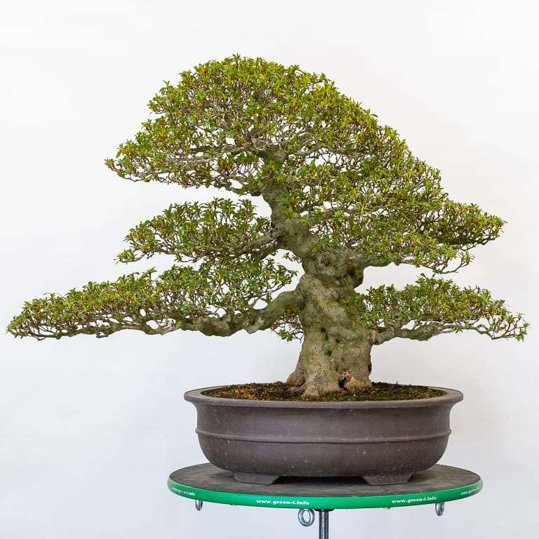 小月杜鹃花盆景 前后修剪 对比图片