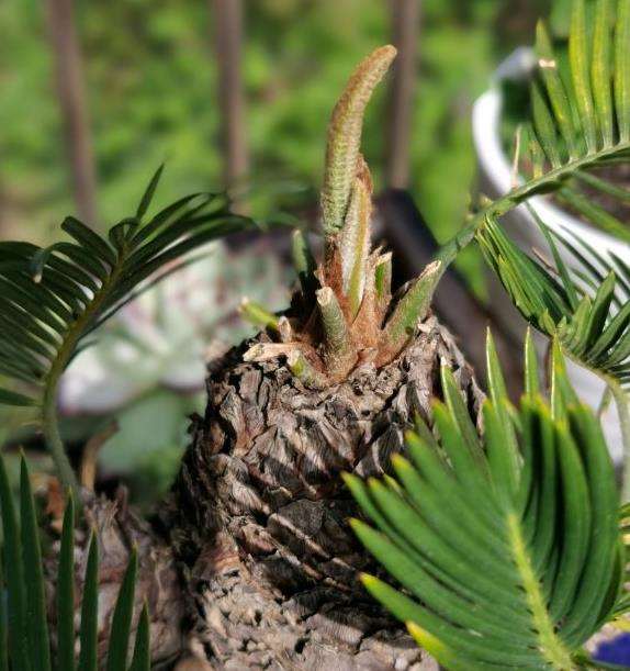 白磷铁盆景是要开花了吗 可以吗 图片