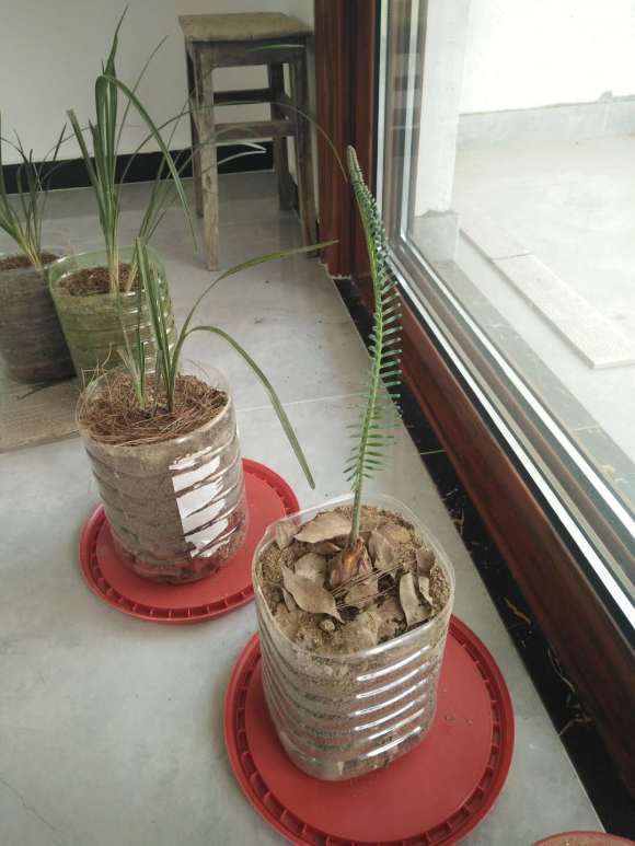 白磷铁盆景是要开花了吗 可以吗 图片