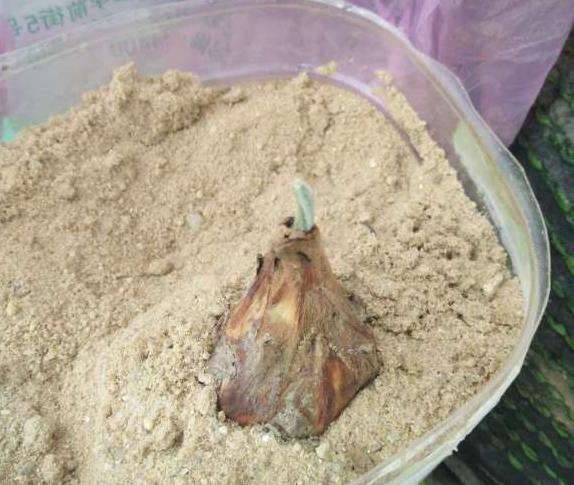 白磷铁盆景是要开花了吗 可以吗 图片