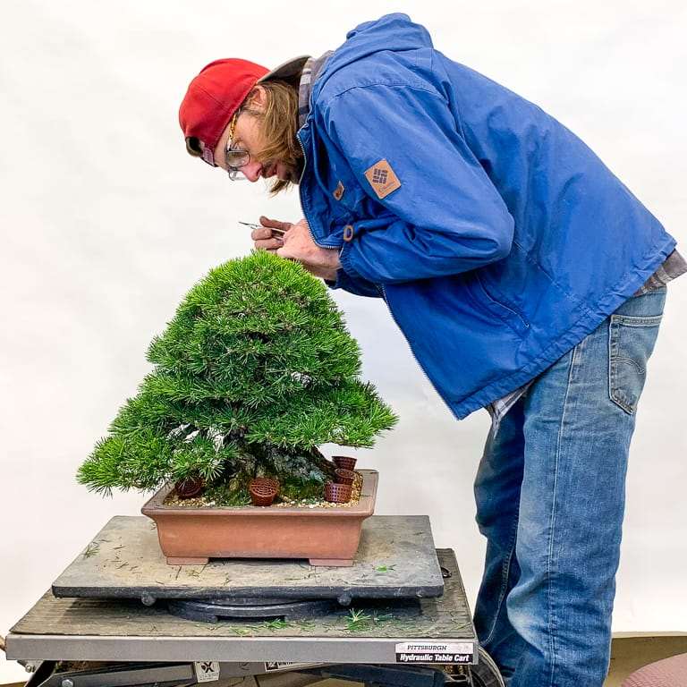 我们出版《盆景小书》背后的故事