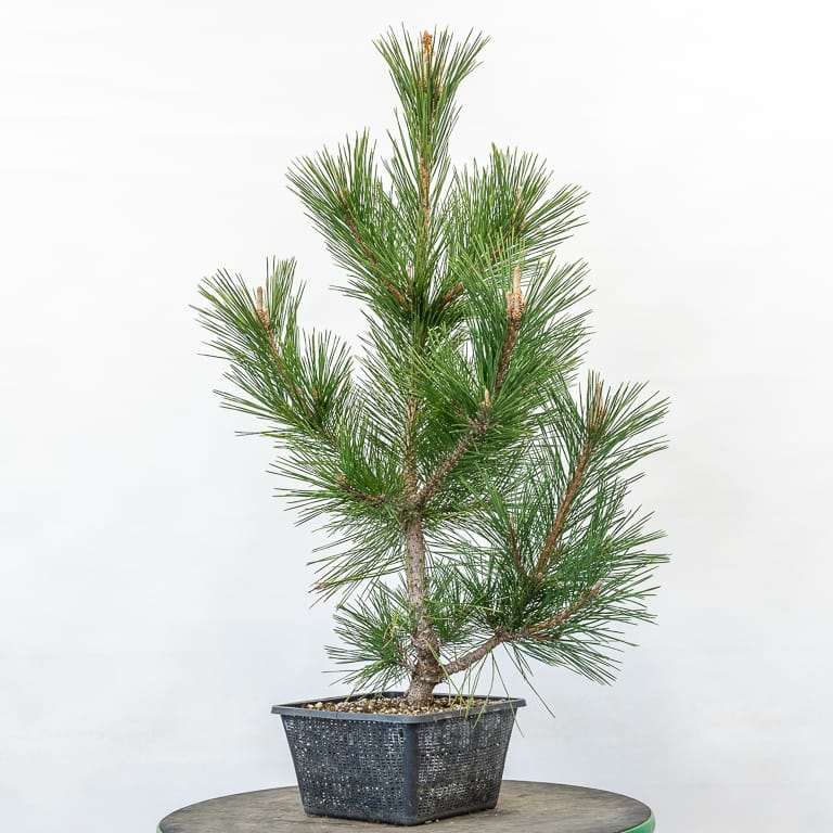 嫁接的软木树皮松盆景怎么修剪 老外图片