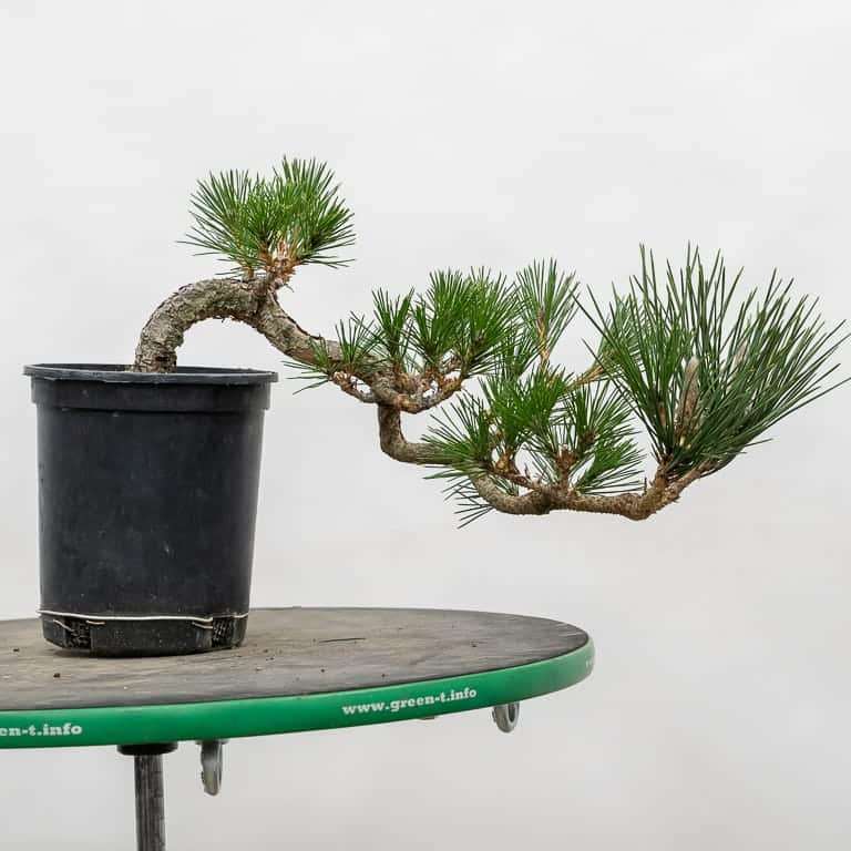 老外修剪蟠扎小黑松盆景 前后 对比图片