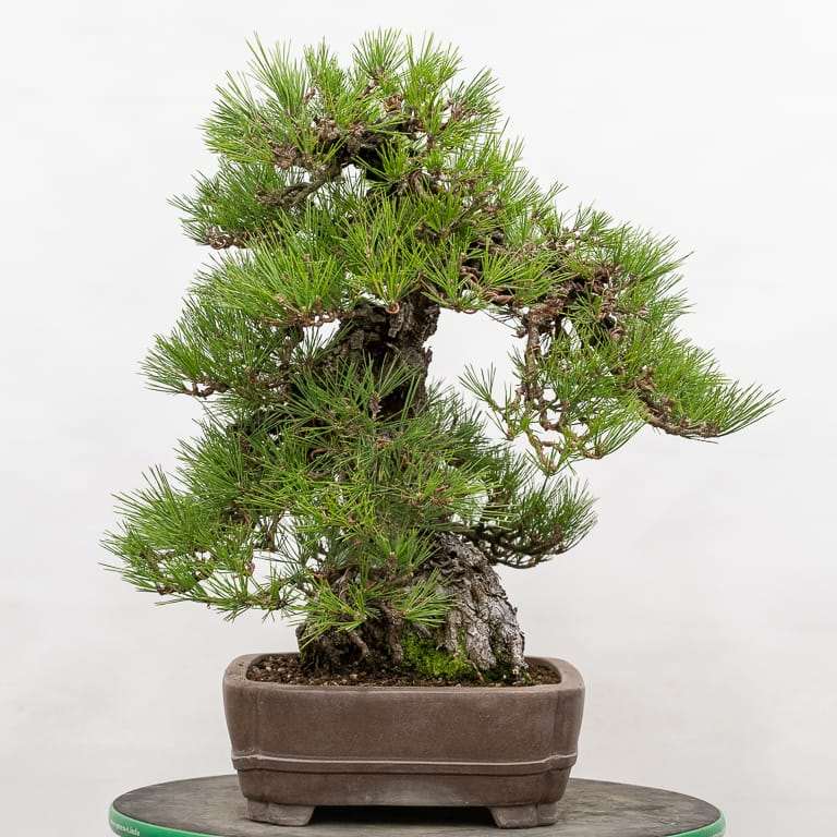 老外怎么盆景设计的5个步骤 图片