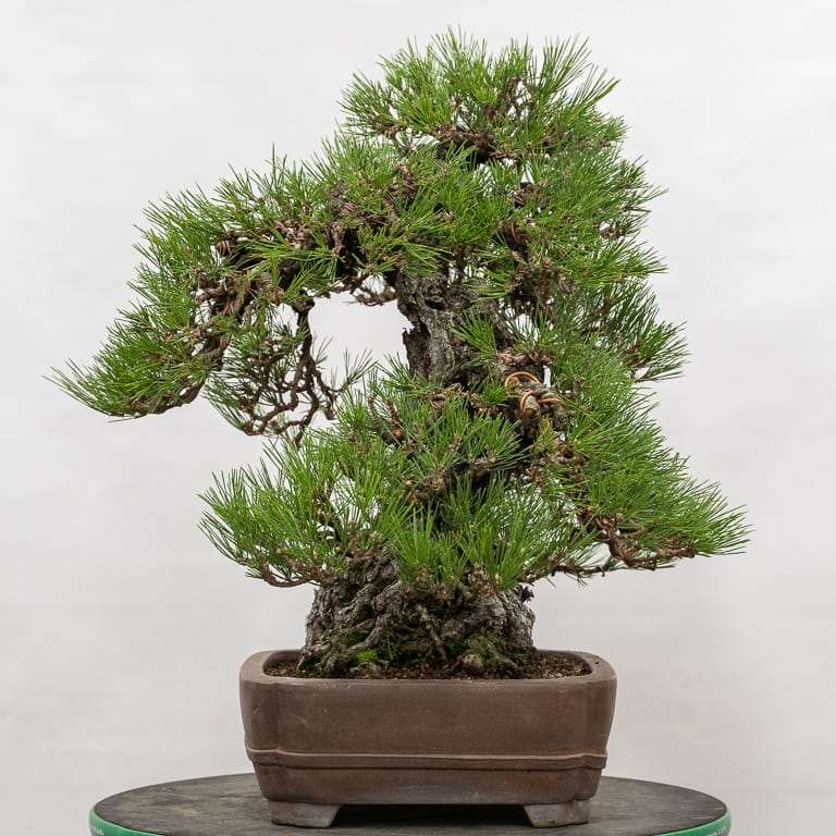 老外怎么盆景设计的5个步骤 图片