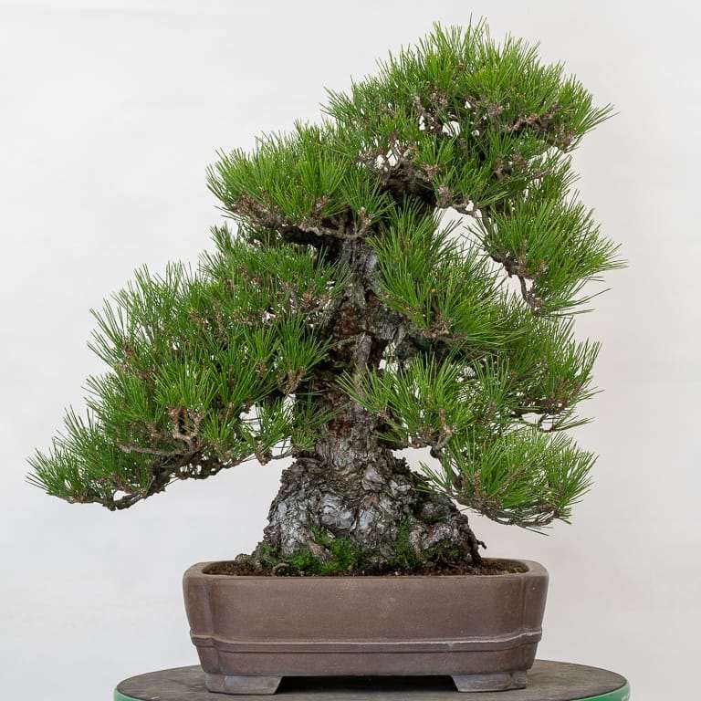 老外修剪软木树皮黑松盆景 前后对比 图片