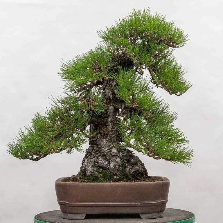 老外修剪软木树皮黑松盆景 前后对比 图片