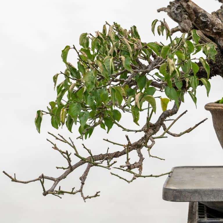 老外修剪绿叶梅盆景前后 对比图片