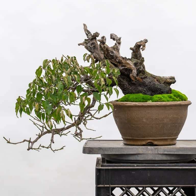 老外修剪绿叶梅盆景前后 对比图片