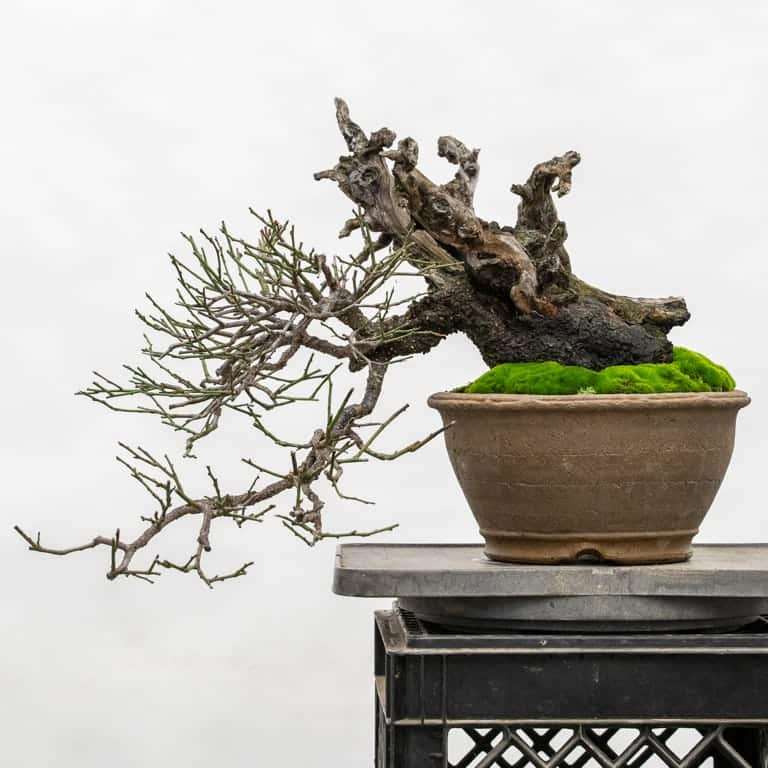 老外修剪绿叶梅盆景前后 对比图片