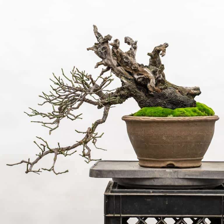 老外修剪绿叶梅盆景前后 对比图片