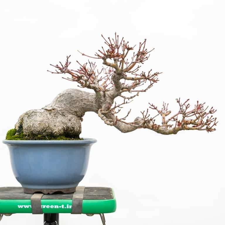 日本小品枫树盆景 修剪前后 对比图片