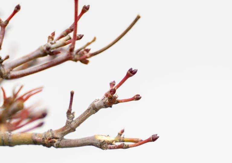 日本小品枫树盆景 修剪前后 对比图片