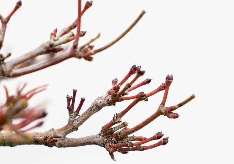 日本小品枫树盆景 修剪前后 对比图片