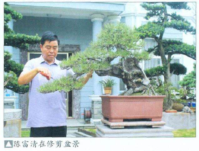 慈溪盆景界的后起之秀