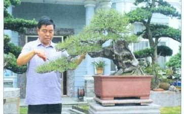 慈溪盆景界的后起之秀 陈富清 图片