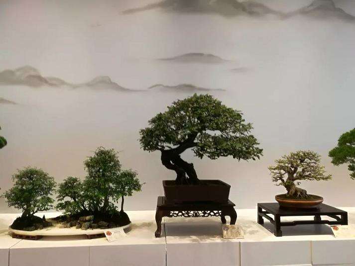 赵庆泉赴江都参观盆景指导