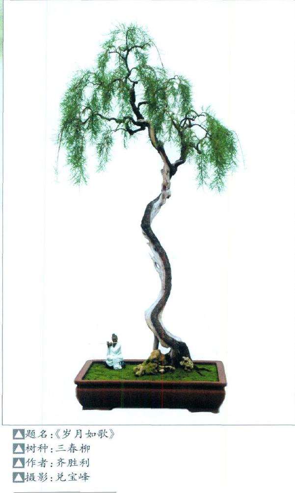 垂枝式垂柳型三春柳盆景的制作