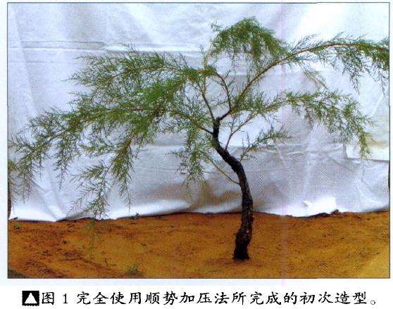 垂枝式垂柳型三春柳盆景的制作