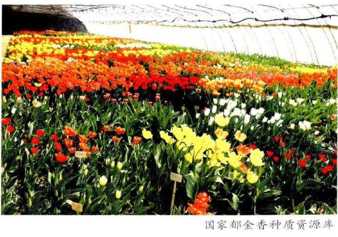 郁金香种质资源库怎么建设的5个方法