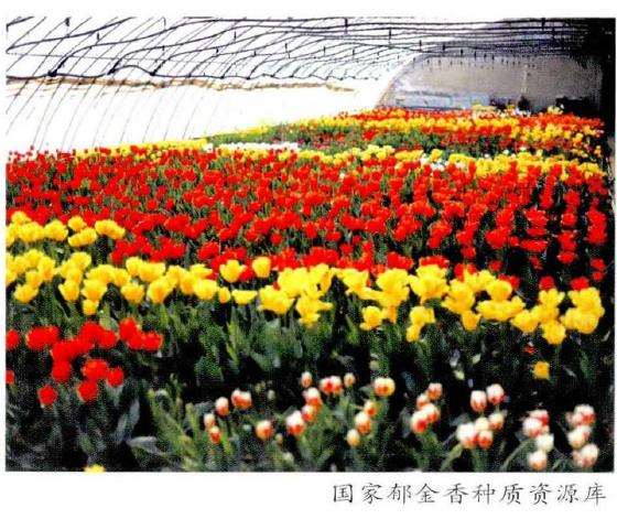 郁金香种质资源库怎么建设的5个方法