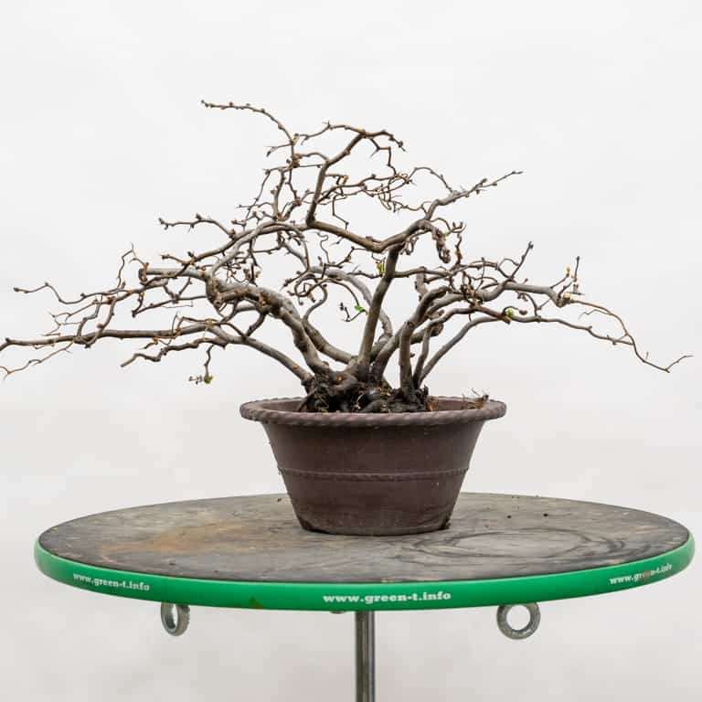 木瓜盆景怎么选择盆子 有8种 图片