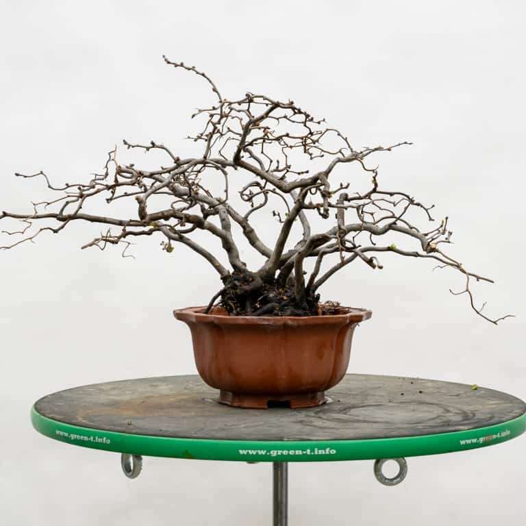 木瓜盆景怎么选择盆子 有8种 图片