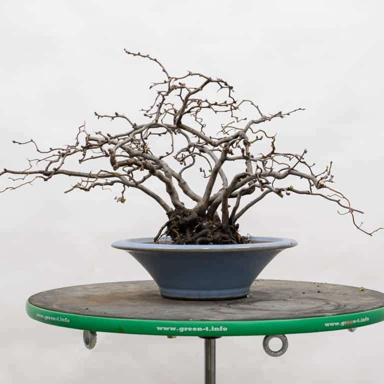 木瓜盆景怎么选择盆子 有8种 图片