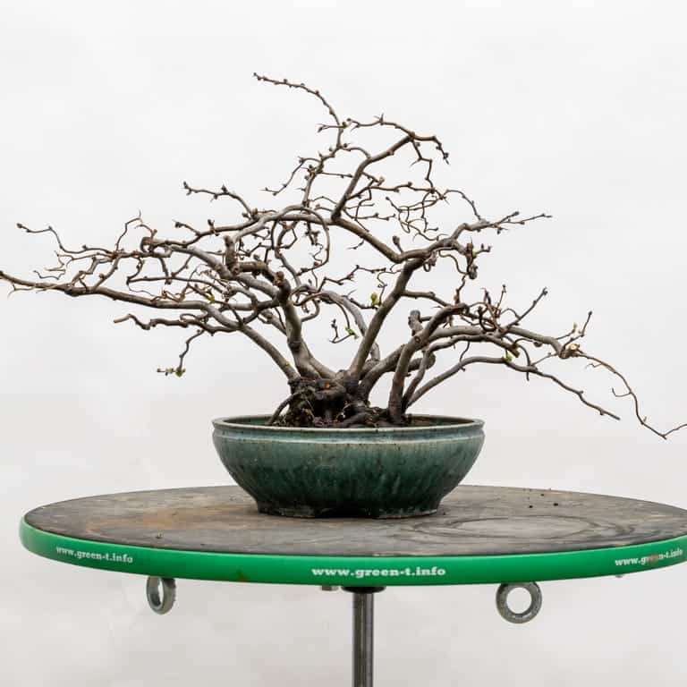 木瓜盆景怎么选择盆子 有8种 图片