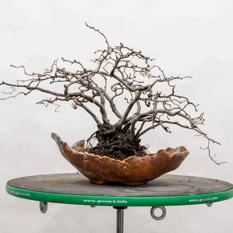 木瓜盆景怎么选择盆子 有8种 图片