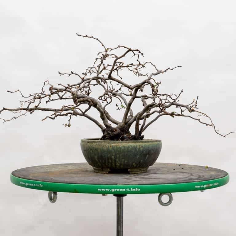 木瓜盆景怎么选择盆子 有8种 图片