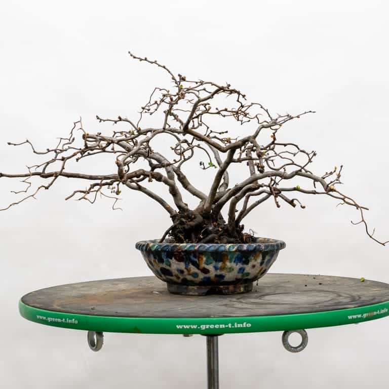 木瓜盆景怎么选择盆子 有8种 图片