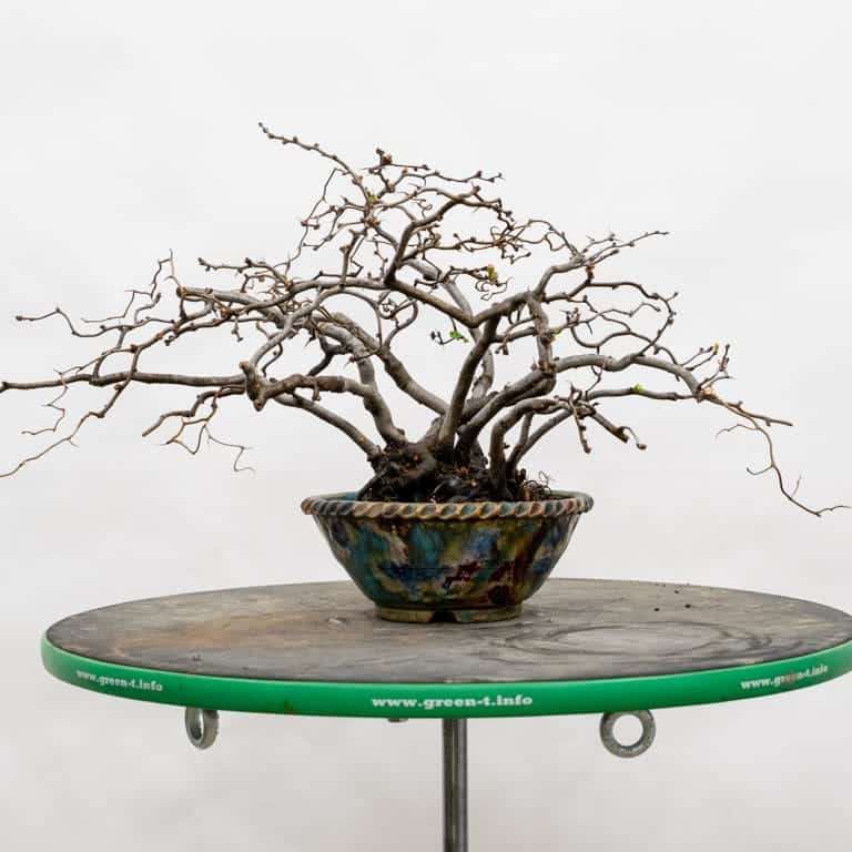 木瓜盆景怎么选择盆子 有8种 图片