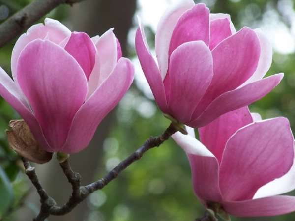 木兰花 落叶小乔木 高可达5m