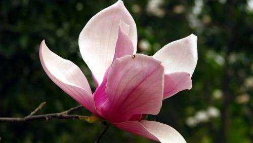 木兰花 落叶小乔木 高可达5m