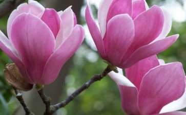 木兰花 落叶小乔木 高可达5m