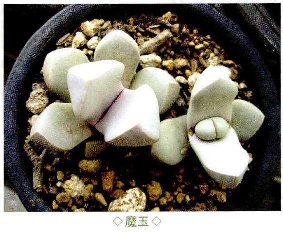 3种番杏科多肉植物